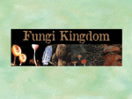 The Fungi