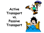 Active Transport vs. Passive Transport Passive Transport
