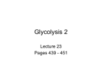 Glycolysis 2