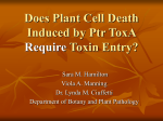 Does Plant Cell Death Require Toxin Entry?