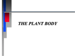 THE PLANT BODY