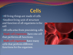 amoeba and cells power point Real one