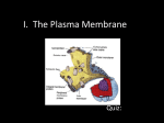 The Plasma Membrane - Lamar County School District