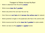 Transport of Water Across the Root