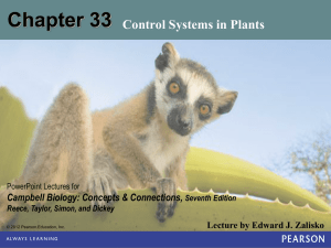 Chapter 33 Plants