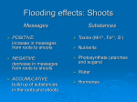 Powerpoint: Flooding Response in Shoots