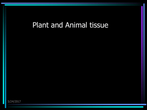 06-07 Plant versus Animal