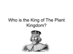 Who is the King of The Plant Kingdom?