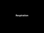 respiration