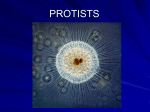 PROTISTS