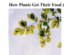 How plants get their food - gesci
