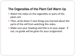 The Organelle of the Plant Cell Warm Up