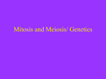 Mitosis and Meiosis/ Genetics