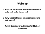 Plasma Membrane and Cell Wall