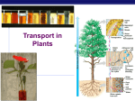 Chapt 36 Plant Transport