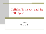 Cellular Transport and the Cell Cycle