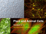 Plant and Animal Cells - kyoussef-mci