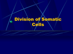 Division of Somatic Cells