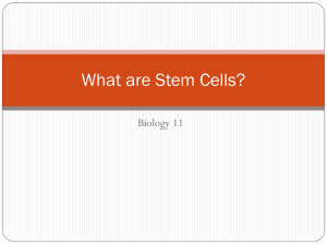 What are Stem Cells? - HRSBSTAFF Home Page