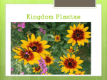 plantae