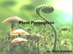 Plant Perception