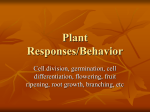 Plant Responses/Behavior