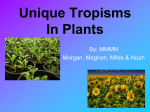 Unique Tropisms In Plants