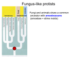 Lecture 07, Fungi - Cal State LA