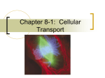 Chapter 8-1: Cellular Transport