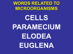 WORDS RELATED TO MICROORGANISMS