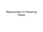 Reproduction in Flowering Plants