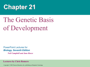 Chapter 21 - Genetic Development
