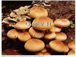 Chapter 31 Presentation