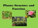 Plants: Structure and Function