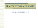 Roots and Stems