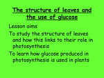 lesson3 photsynthesis