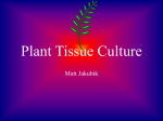 Plant Tissue Culture