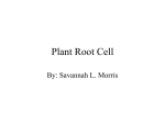 Plant Root Cell - tekkieoldteacher
