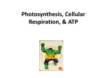 Photosynthesis, Cellular Respiration, & ATP