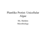 Plantlike Protist: Unicellular Algae