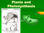 Plants and Photosynthesis - Effingham County Schools