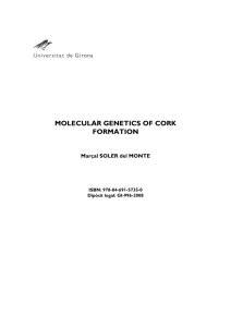 MOLECULAR GENETICS OF CORK FORMATION  Marçal SOLER del MONTE