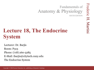Lecture 18, The Endocrine System - Websupport1