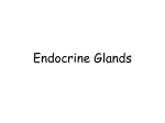 Endocrine Glands - Dr. Annette M. Parrott