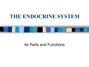 THE ENDOCRINE SYSTEM