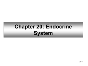 Chapter 20: Endocrine System