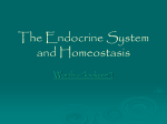 The Endocrine System and Homeostasis