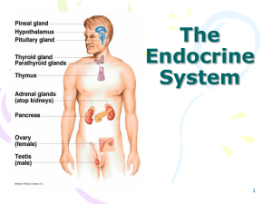 Endocrine System PPT