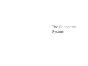 Endocrine System Part 1