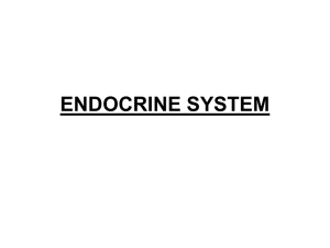 endocrine system